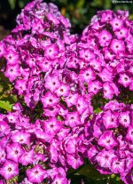 PHLOX PANICULATA FLAME PURPLE EYE