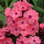 PHLOX PANICULATA SALMON