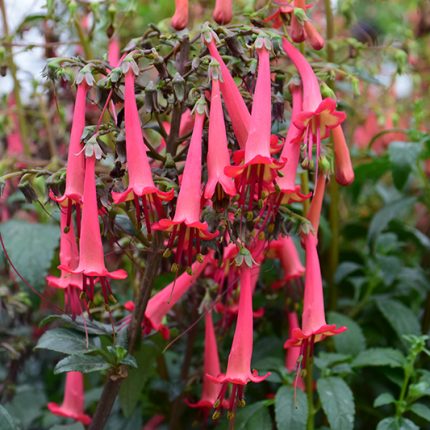 PHYGELIUS DEEP RED COLOR BURST