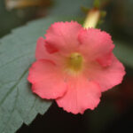 Achimenes Peach Glow
