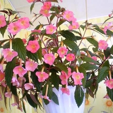 Achimenes Peach Glow