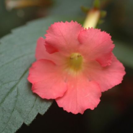 Achimenes Peach Glow