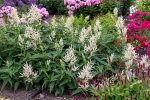 PERSICARIA POLYMORPHA
