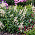 PERSICARIA POLYMORPHA