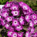 PHLOX PANICULATA FLAME PURPLE EYE