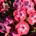 PHLOX FAMOUS CORAL PAN.