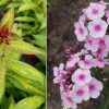 PHLOX NARWIANSKI WIR PAN.