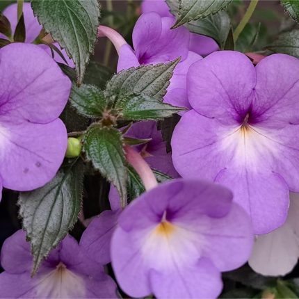 Achimenes Rf's Goliath