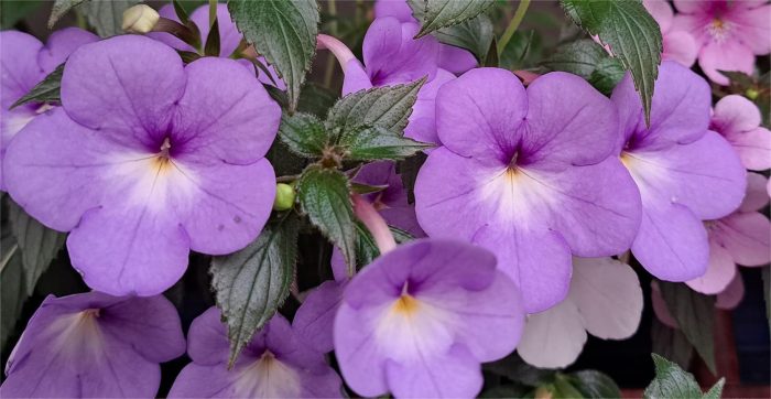 Achimenes Rf's Goliath