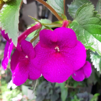 Achimenes Rf's Mexican Velvet Burgundy