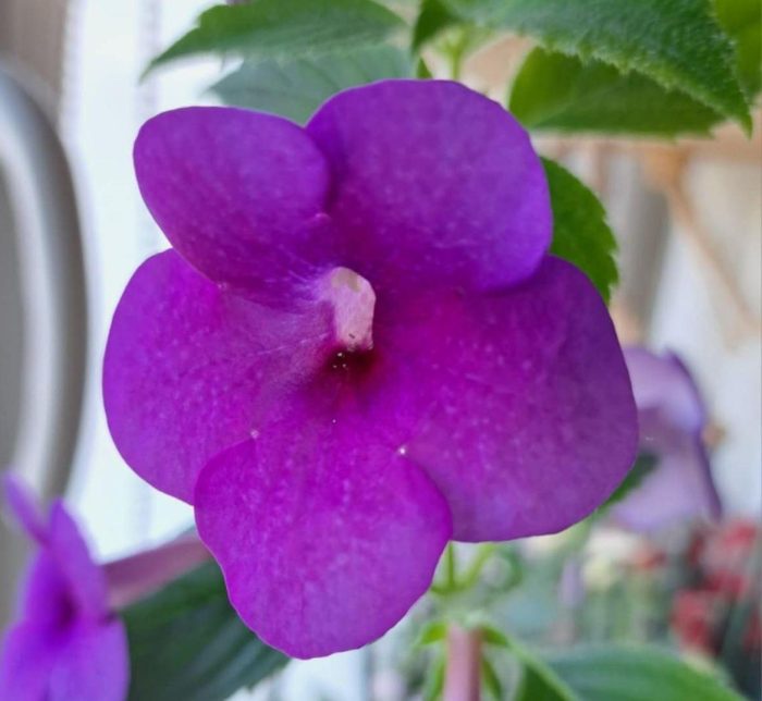 Rf's Mexican Velvet Purple