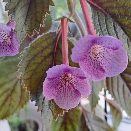 Achimenes Rf's Rainy Day