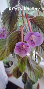 Achimenes Rf's Rainy Day