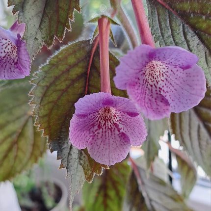 Achimenes Rf's Rainy Day