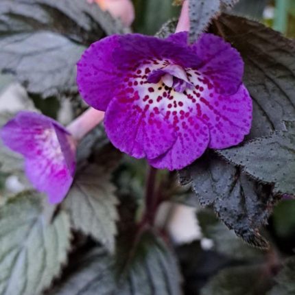 Achimenes Rf's Roberto's Challenge
