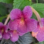 Achimenes Rf's T-Rex