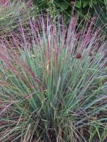 SCHIZACHYRIUM STANDING OVATION SCOPARIUM