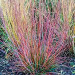 SCHIZACHYRIUM STANDING OVATION SCOPARIUM