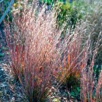 SCHIZACHYRIUM STANDING OVATION SCOPARIUM