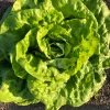 Semințe salată Grosse Blonde Paresseuse 1.000 semințe