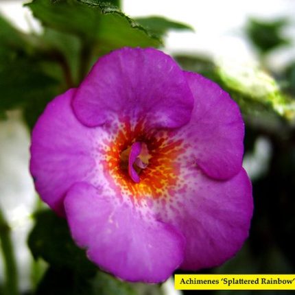 Achimenes Splatted Rainbow