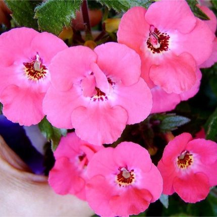 Achimenes Summer Flame