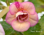 Achimenes Sun Dance