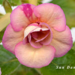 Achimenes Sun Dance