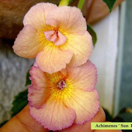 Achimenes Sun Dance