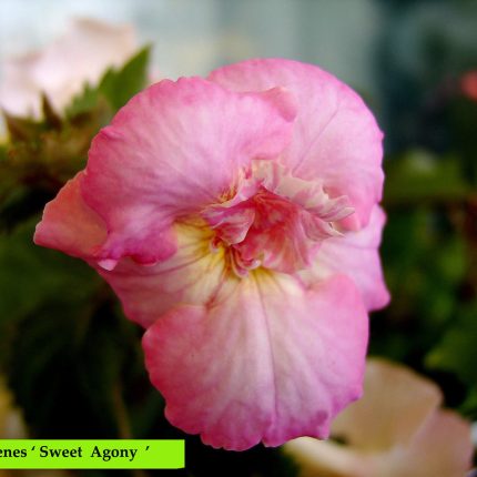Achimenes Sweet Agony