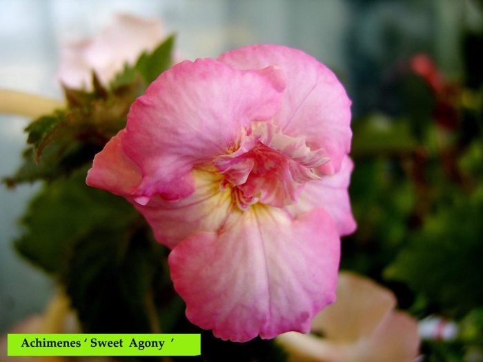 Achimenes Sweet Agony