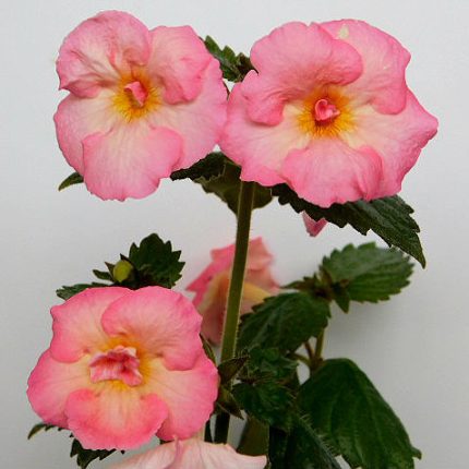 Achimenes Sweet Agony