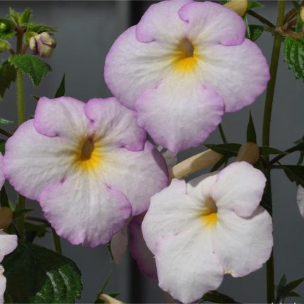 Achimenes Sweet Giant