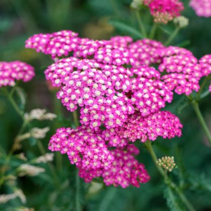 ACHILLEA NEW VINTAGE