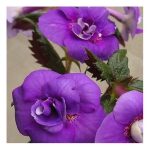 Achimenes Fluffy Wambler