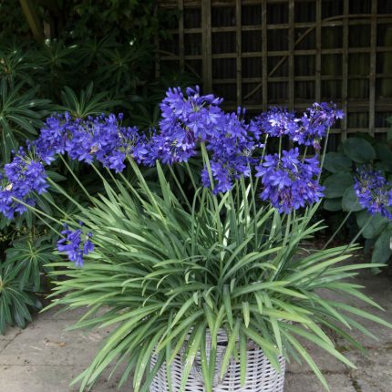 AGAPANTHUS FLOWER OF LOVE