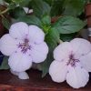 Achimenes AnYa’s Snow Flake