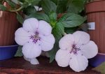Achimenes AnYa’s Snow Flake