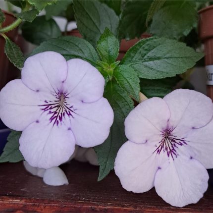 Achimenes AnYa’s Snow Flake