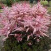 ASTILBE DELFT LACE JAPONICA®