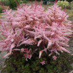 ASTILBE DELFT LACE JAPONICA®