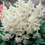 ASTILBE VISION IN WHITE CHIN.