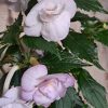 Achimenes BriD's Cataleya