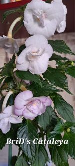 Achimenes BriD's Cataleya