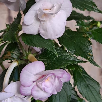 Achimenes BriD's Cataleya