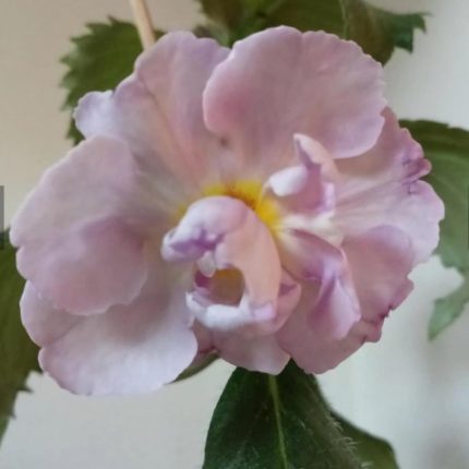 Achimenes BriD's Engel