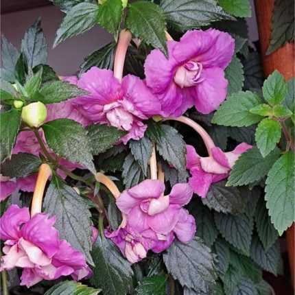 Achimenes BriD's Wanda