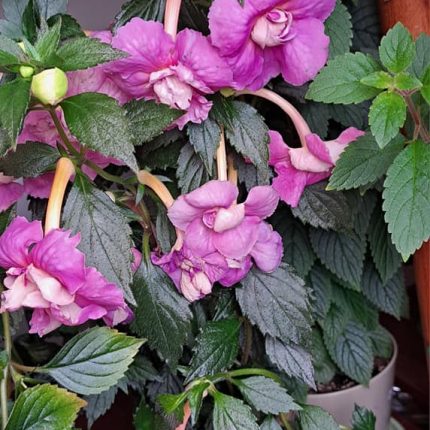 Achimenes BriD's Wanda