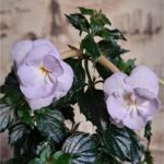 Achimenes BriD's Barbara