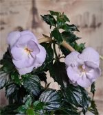 Achimenes BriD's Barbara